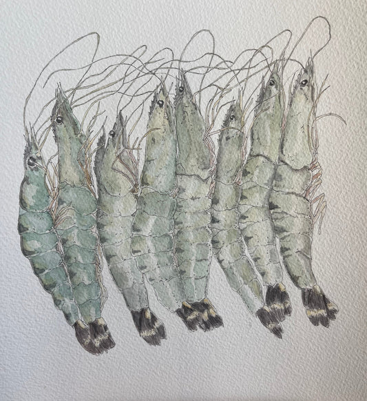 School of Prawns