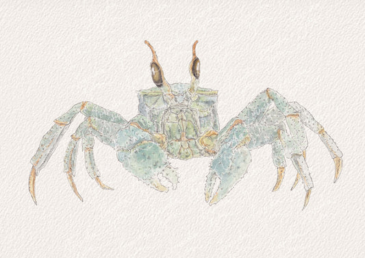Ghost Crab