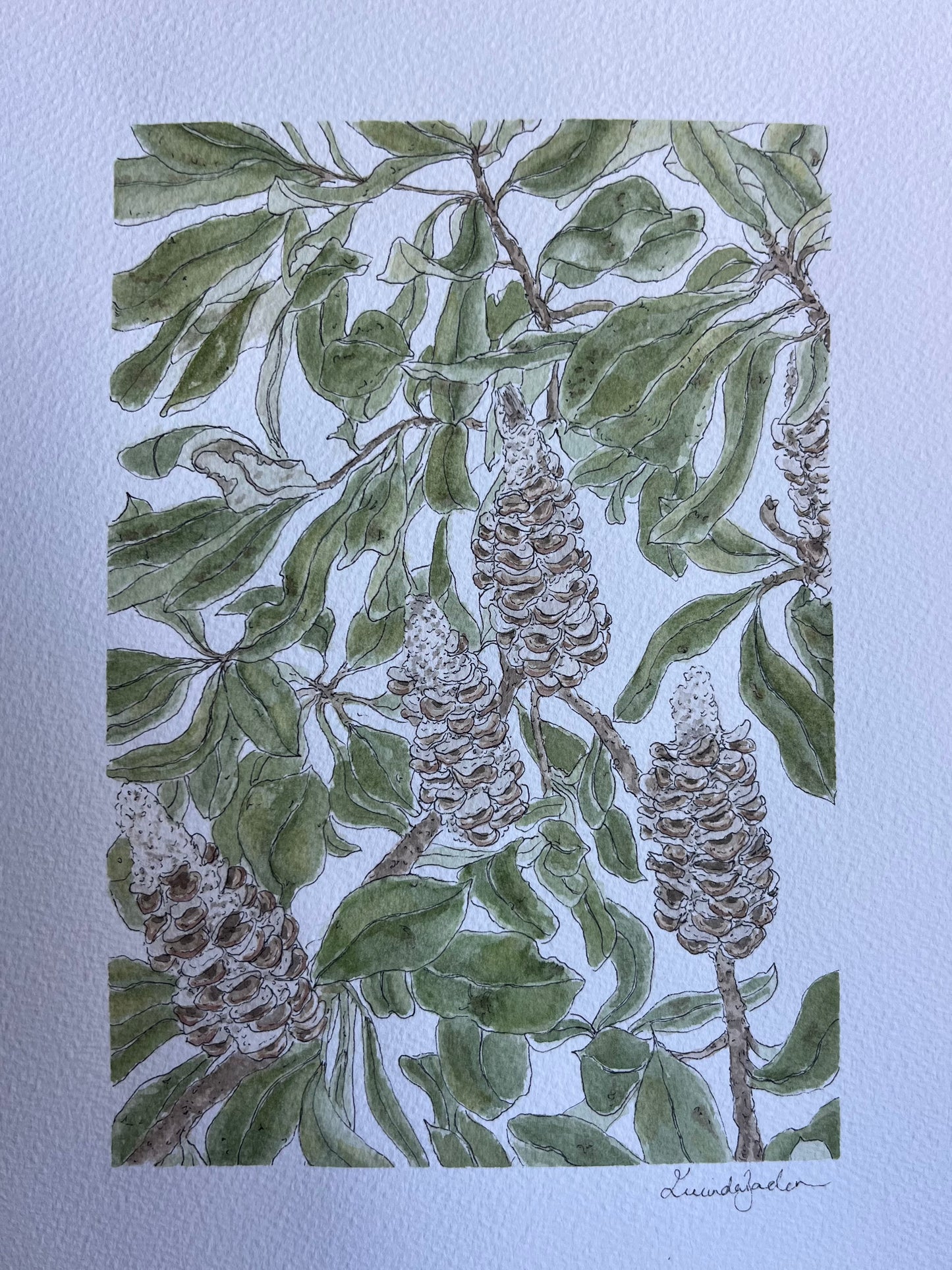 Banksia | Original Artwork