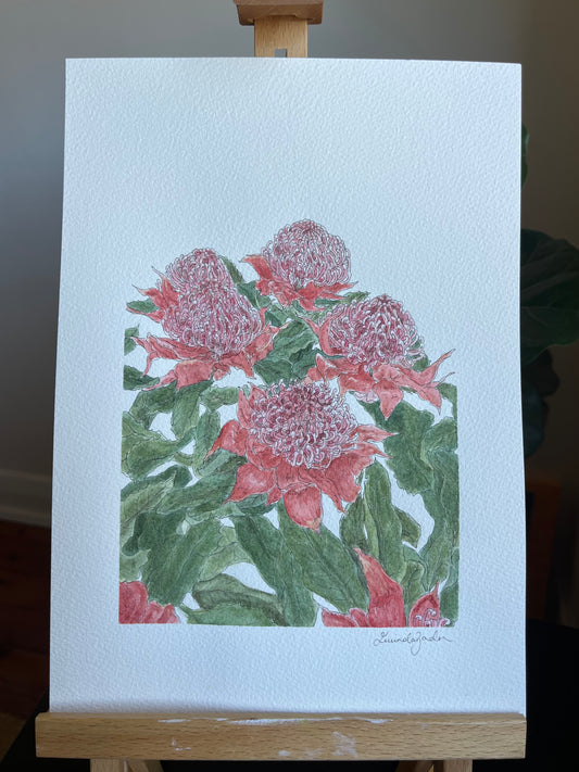 Pink Waratah | Original Watercolour