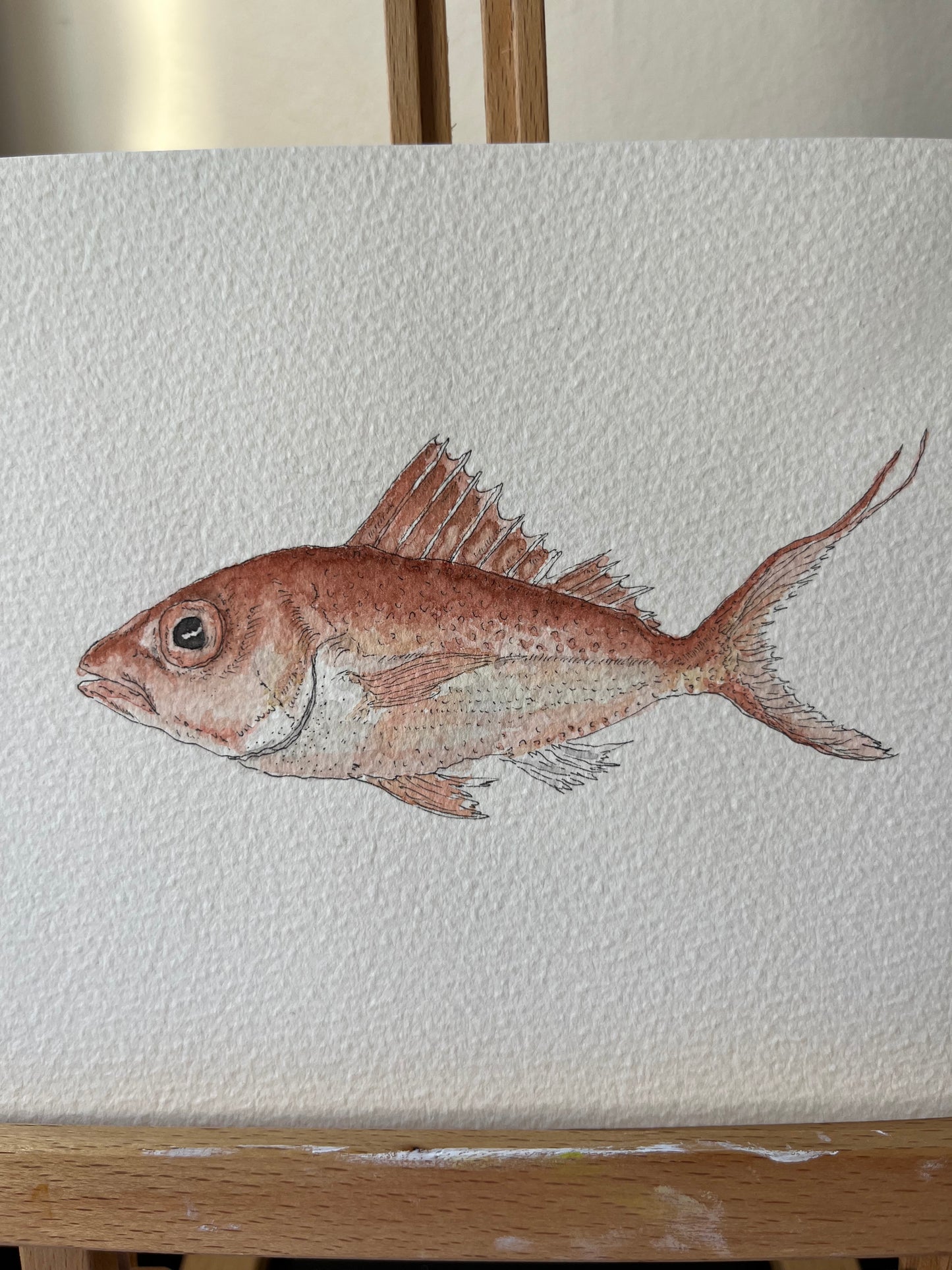 Red Snapper Original