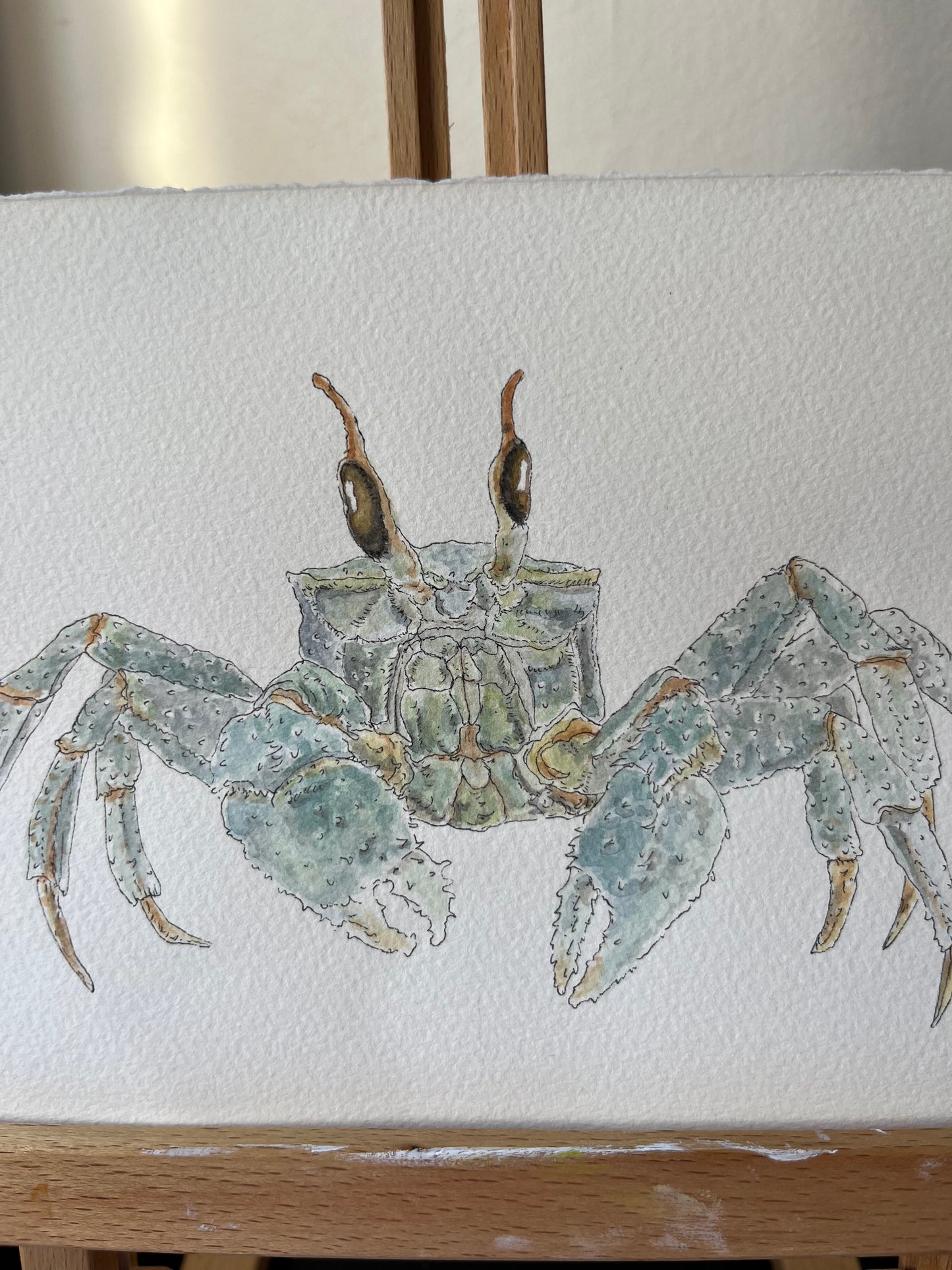 Ghost Crab Original