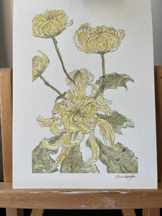 Florist’s Daisy Original