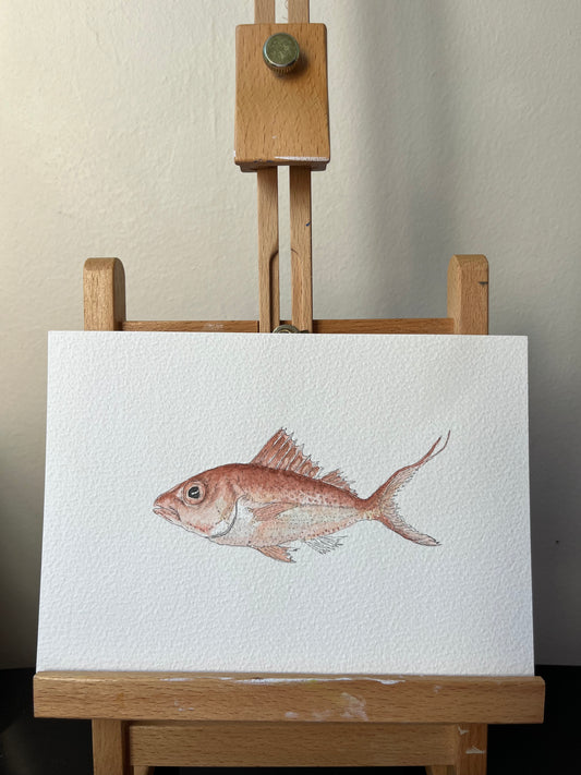 Red Snapper Original