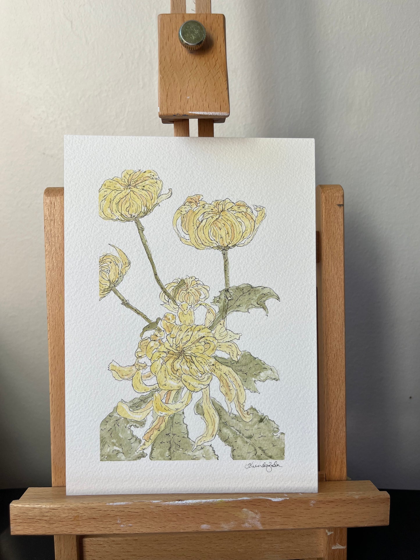 Florist’s Daisy Original