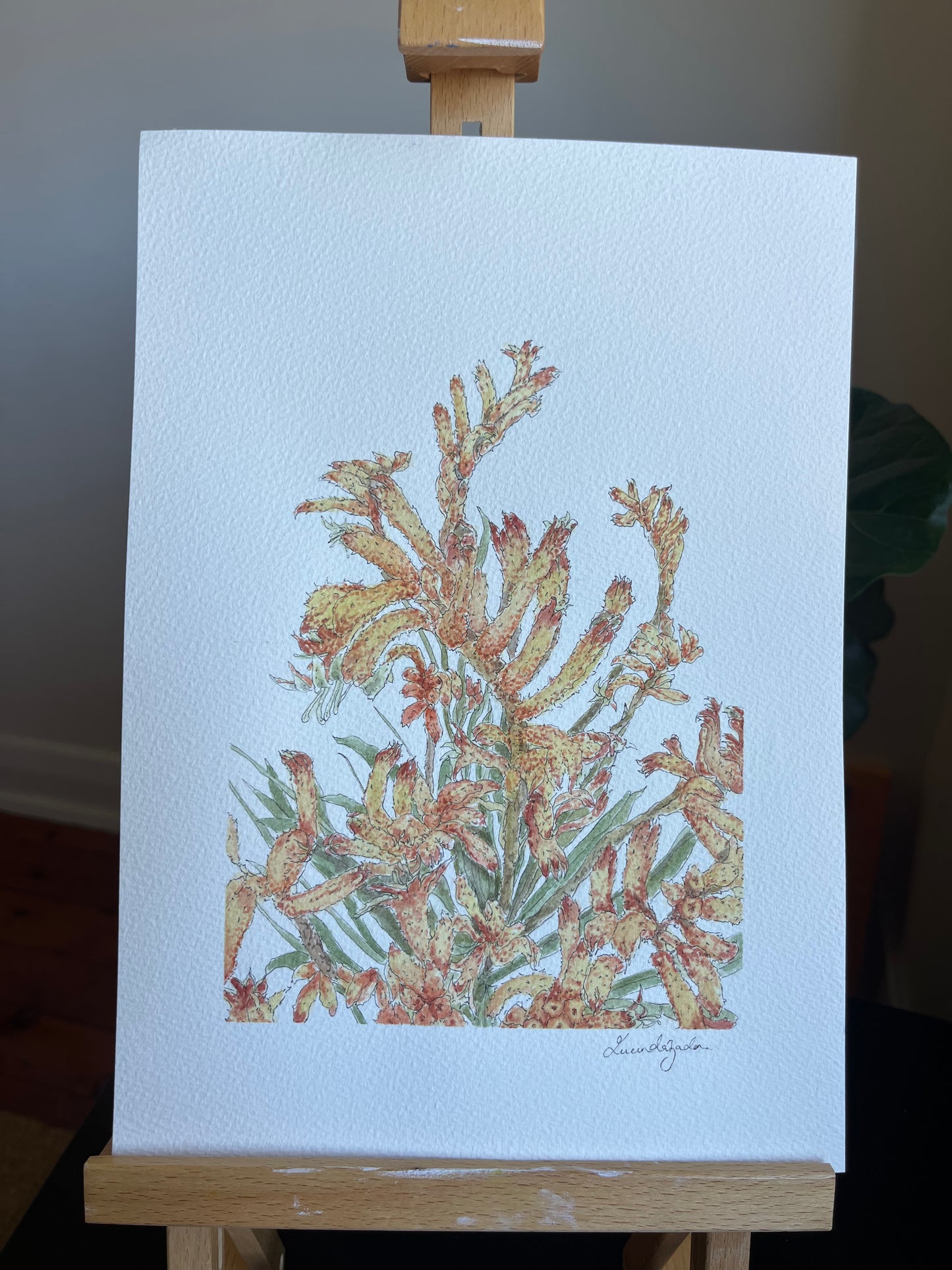 Kangaroo Paw | Original Watercolour