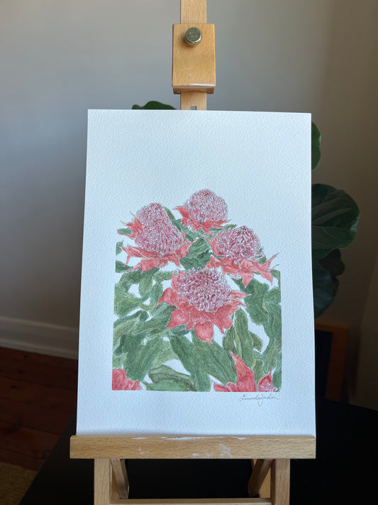 Pink Waratah | Original Watercolour