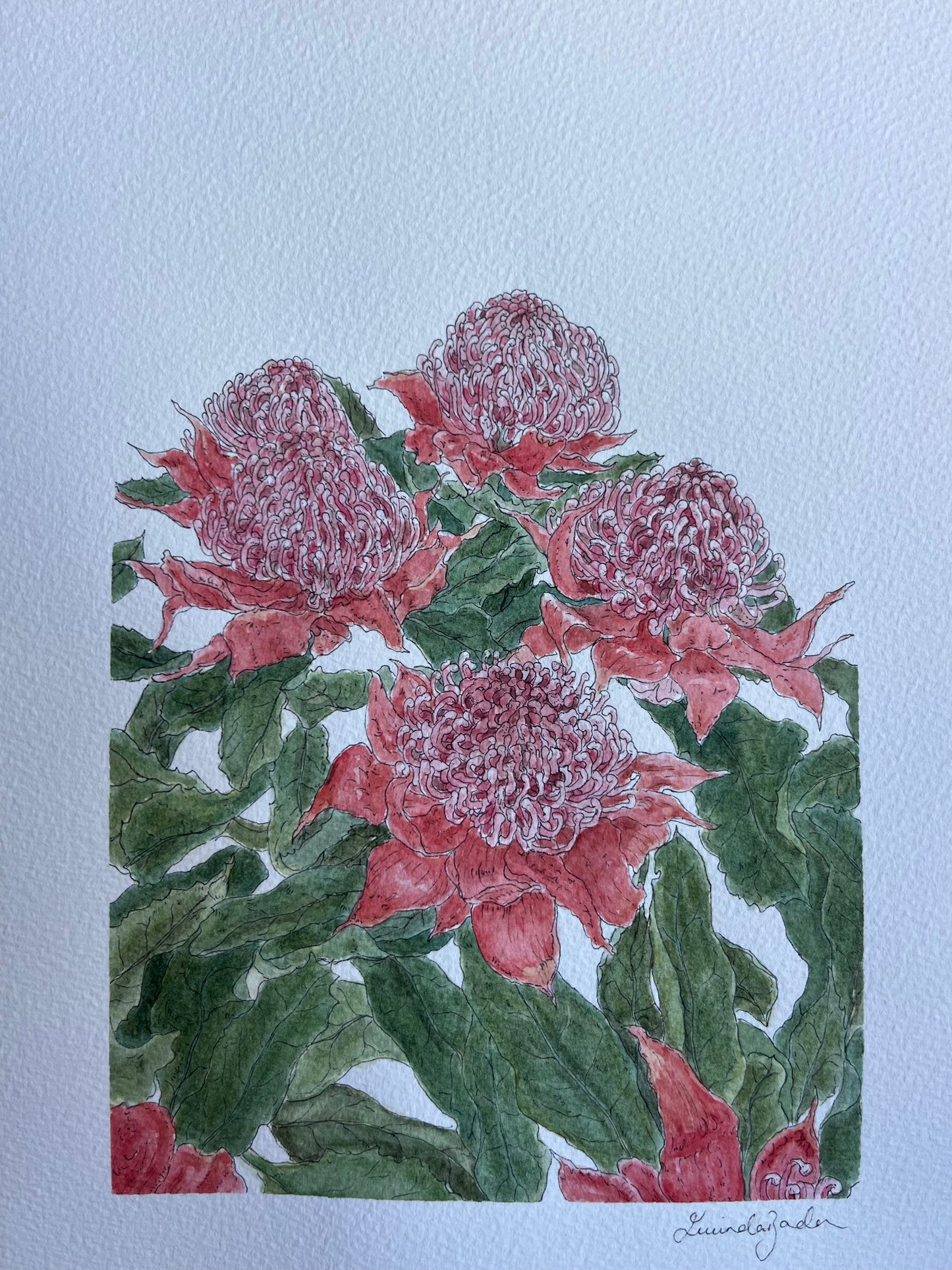 Pink Waratah | Original Watercolour