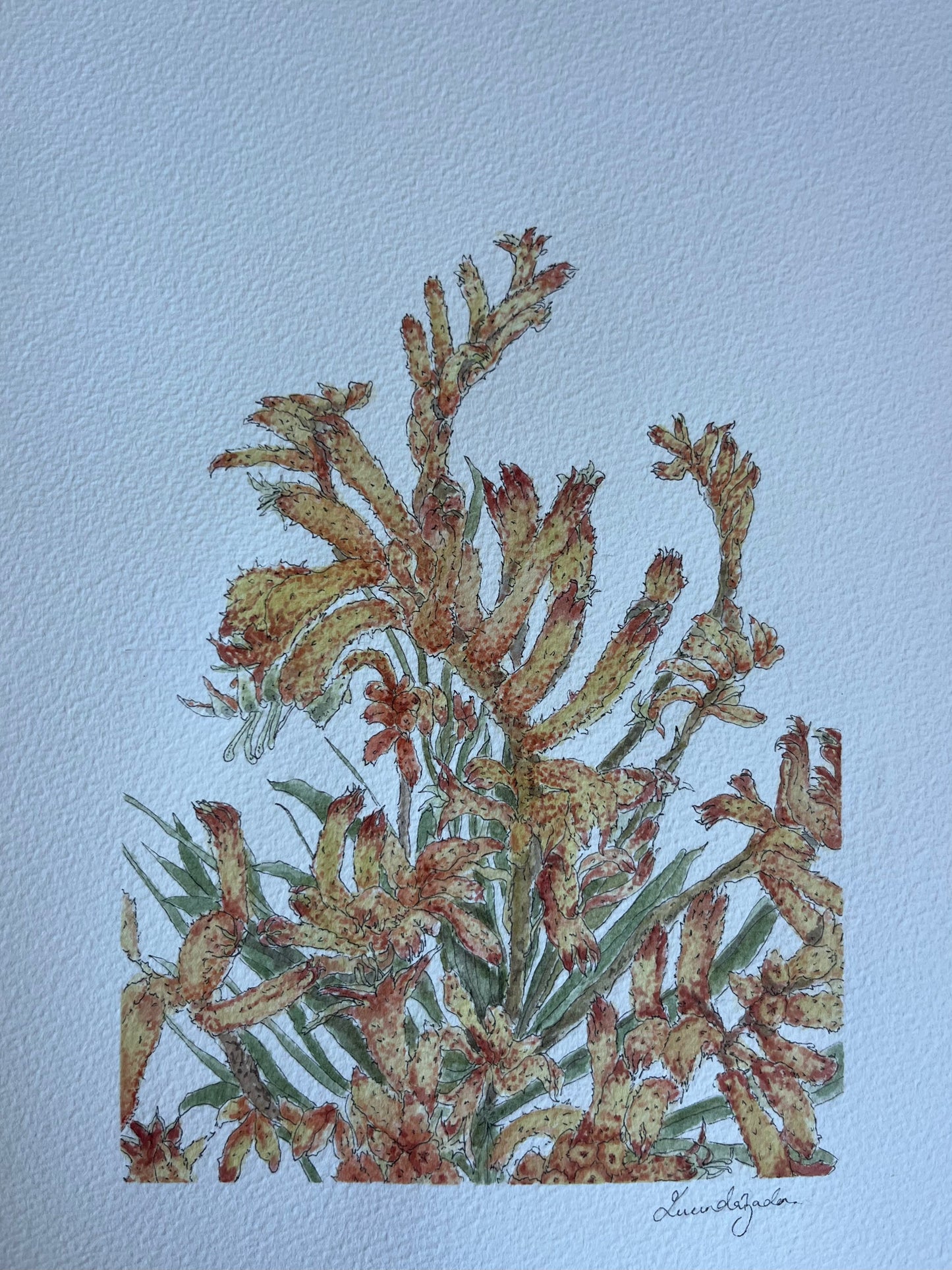 Kangaroo Paw | Original Watercolour