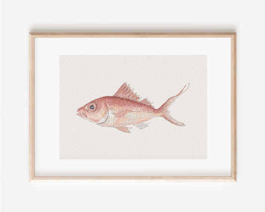 Red Snapper