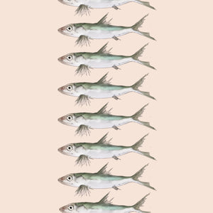 Sardines